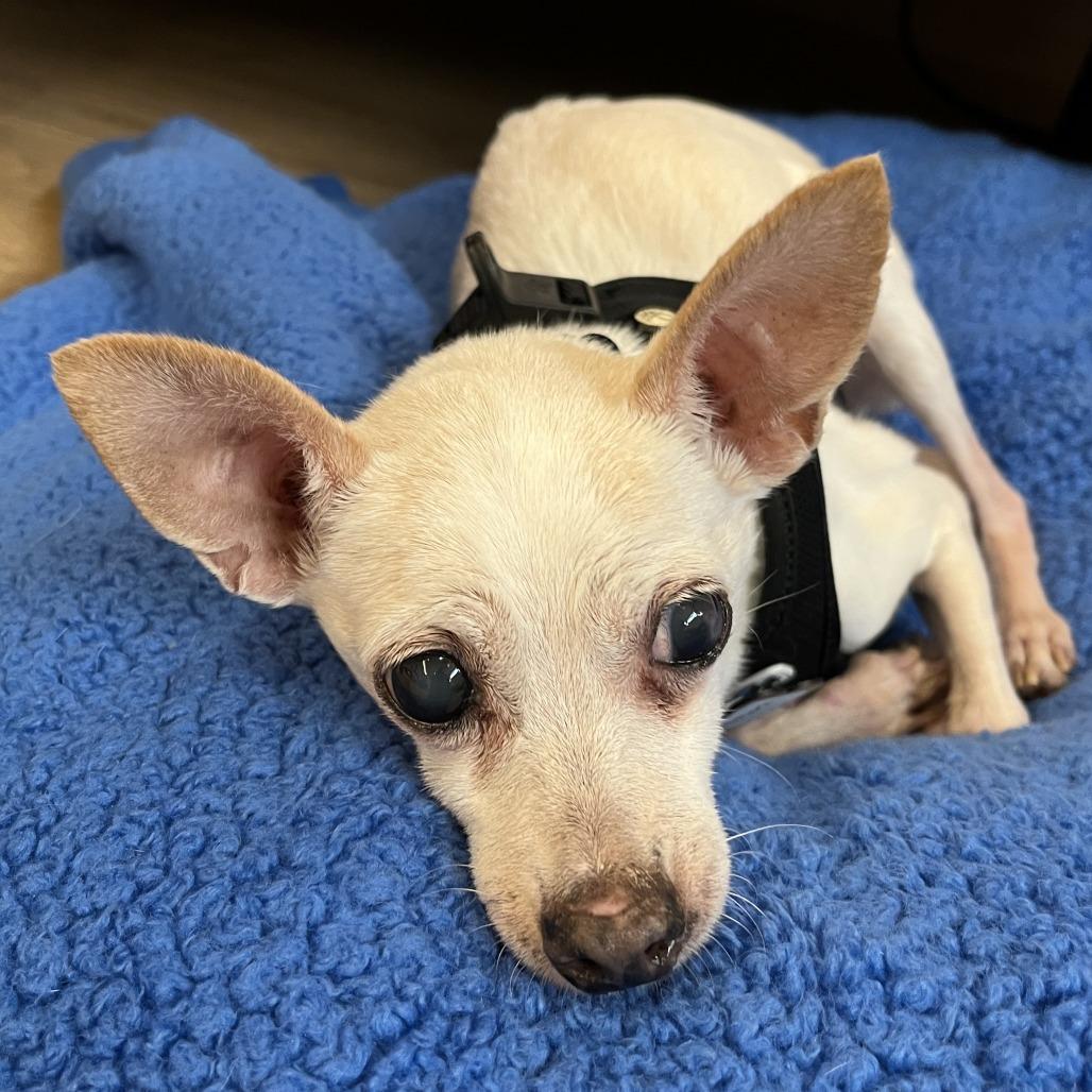 Enlarge Bismark 13677, a Adoptable Chihuahua in San Francisco, CA image 5/6