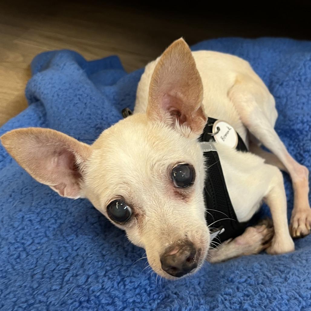 Enlarge Bismark 13677, a Adoptable Chihuahua in San Francisco, CA image 6/6