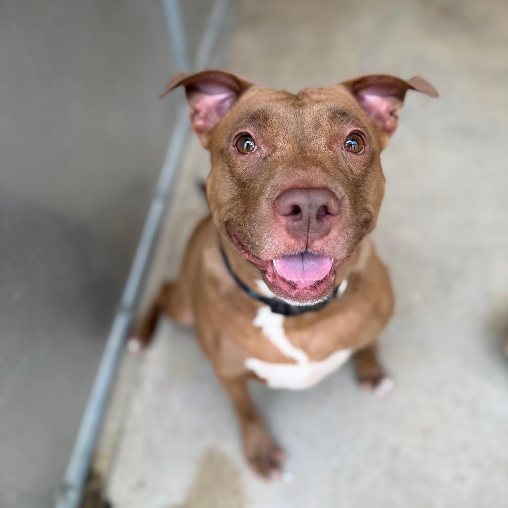 CHEROKEE, Adoptable, Adult Female Pit Bull Terrier.