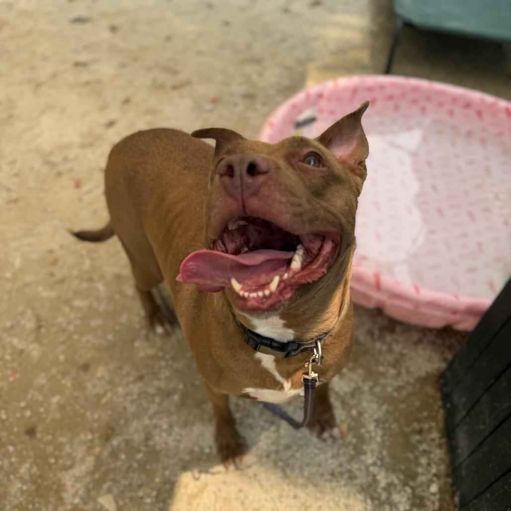 CHEROKEE, a Adoptable Pit Bull Terrier in Conshohocken, PA image 3/6