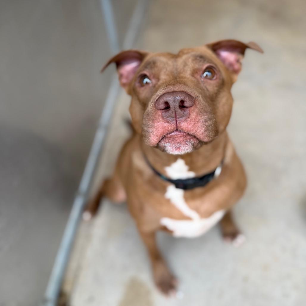 CHEROKEE, a Adoptable Pit Bull Terrier in Conshohocken, PA image 4/6