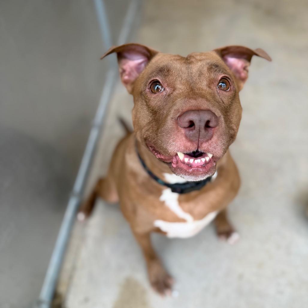CHEROKEE, a Adoptable Pit Bull Terrier in Conshohocken, PA image 5/6