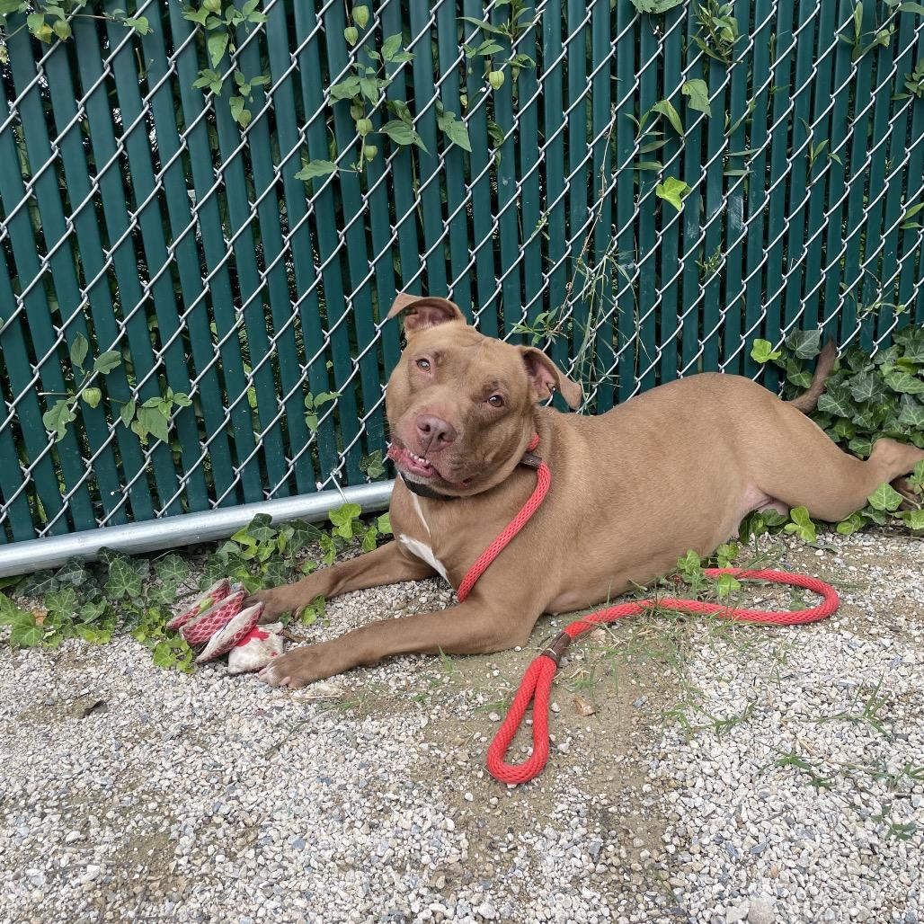 CHEROKEE, a Adoptable Pit Bull Terrier in Conshohocken, PA image 2/6