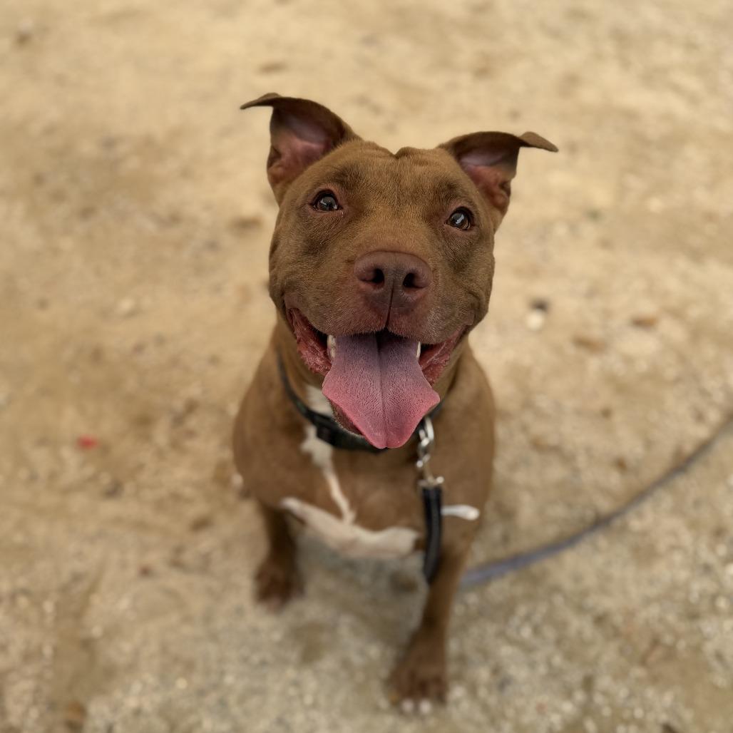 CHEROKEE, a Adoptable Pit Bull Terrier in Conshohocken, PA image 6/6