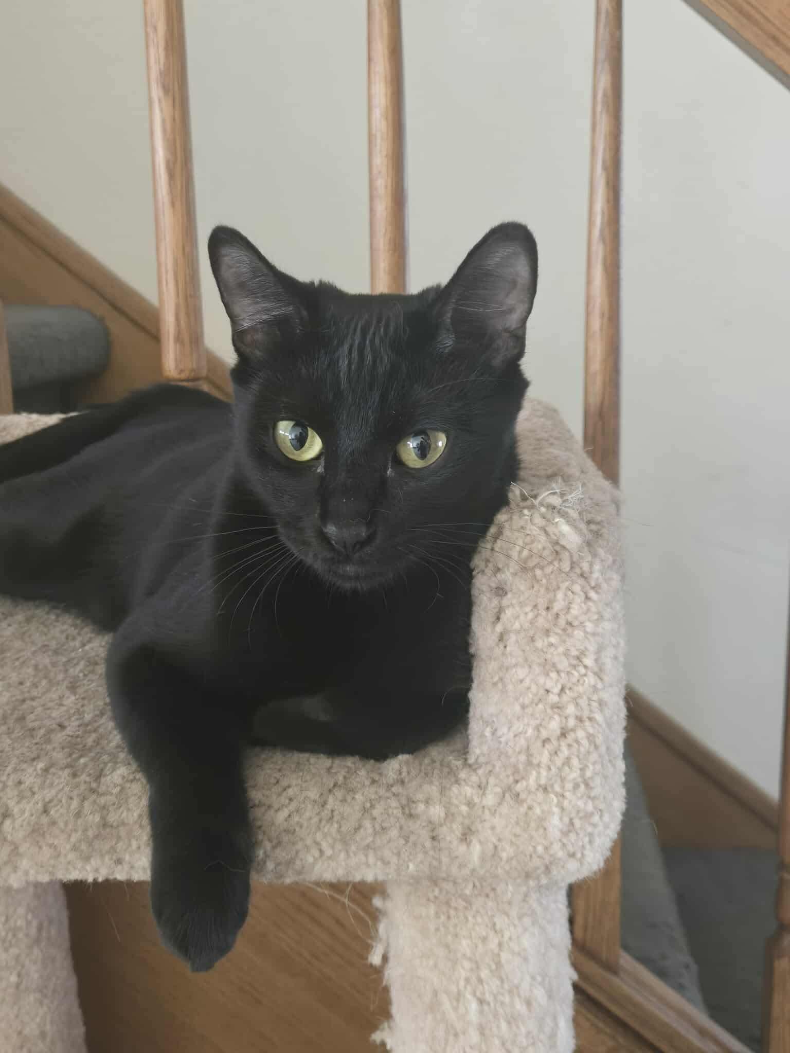 Enlarge Prism, a Adoptable mixed breed in Laguna Niguel, CA image 1/3