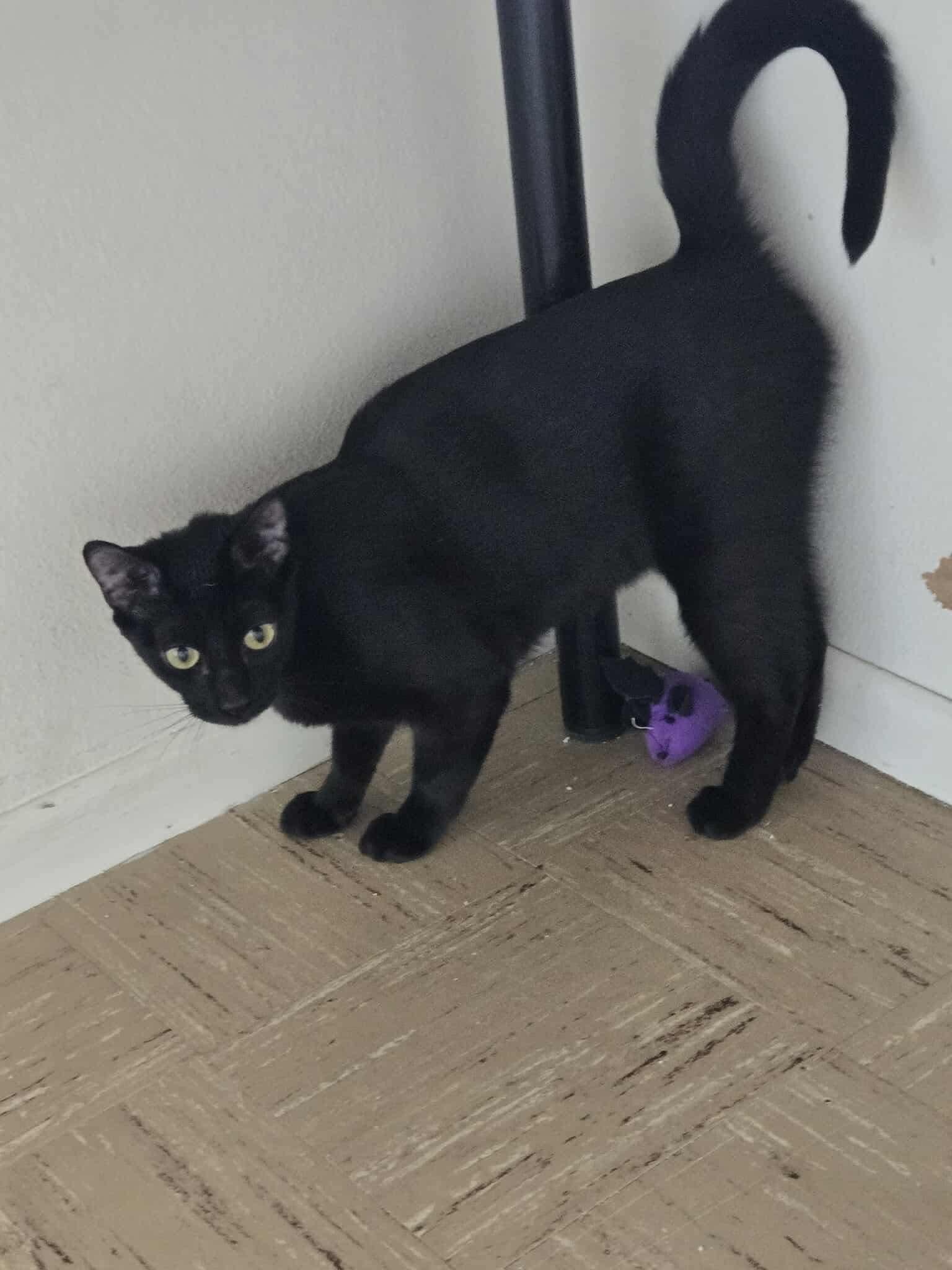 Enlarge Prism, a Adoptable mixed breed in Laguna Niguel, CA image 2/3