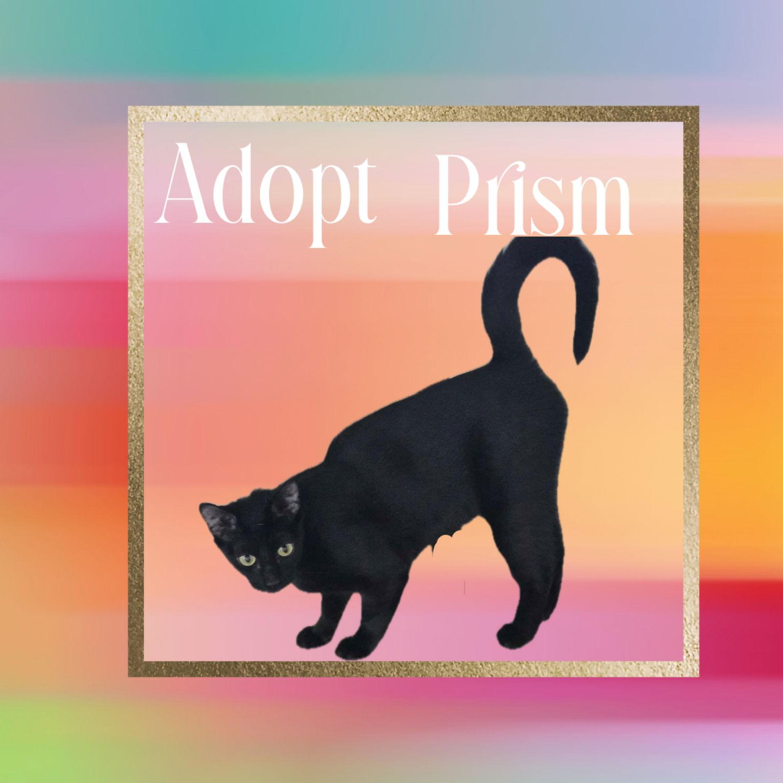 Enlarge Prism, a Adoptable mixed breed in Laguna Niguel, CA image 3/3