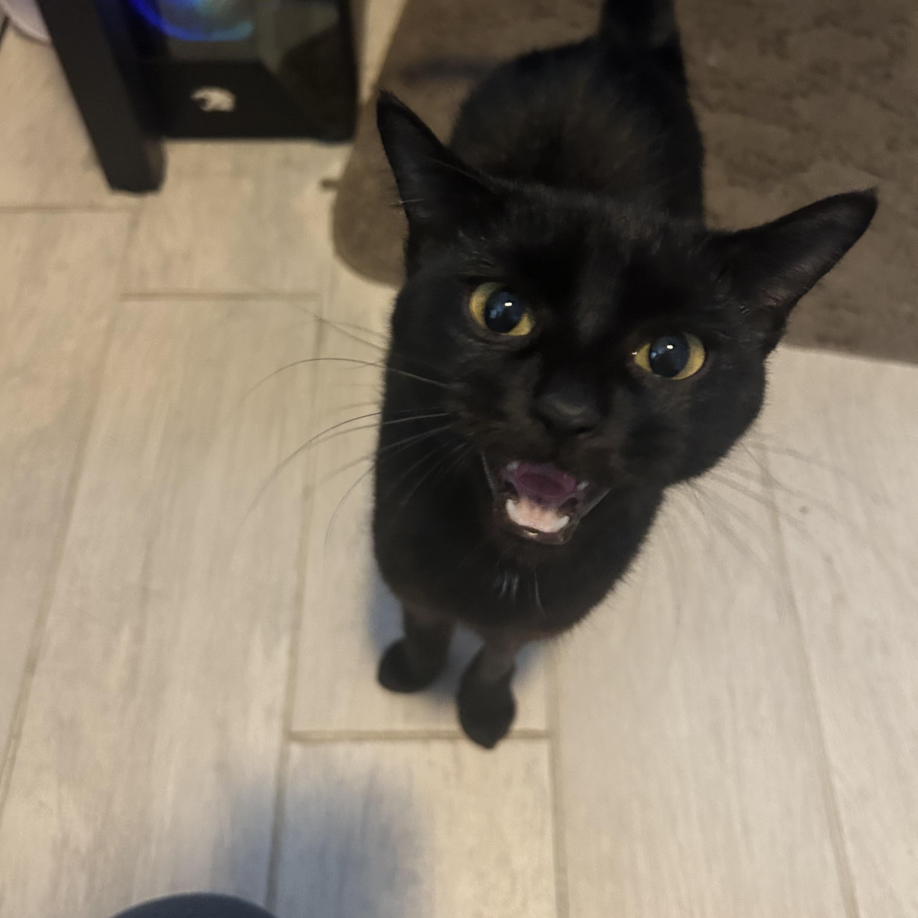 Enlarge Carolina, a Adopted Domestic Short Hair in Jacksonville, FL image 2/2