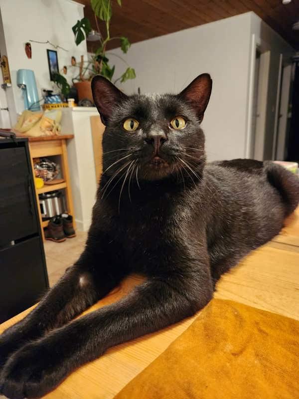 Rodney, Adoptable, Adult Male Domestic Short Hair.