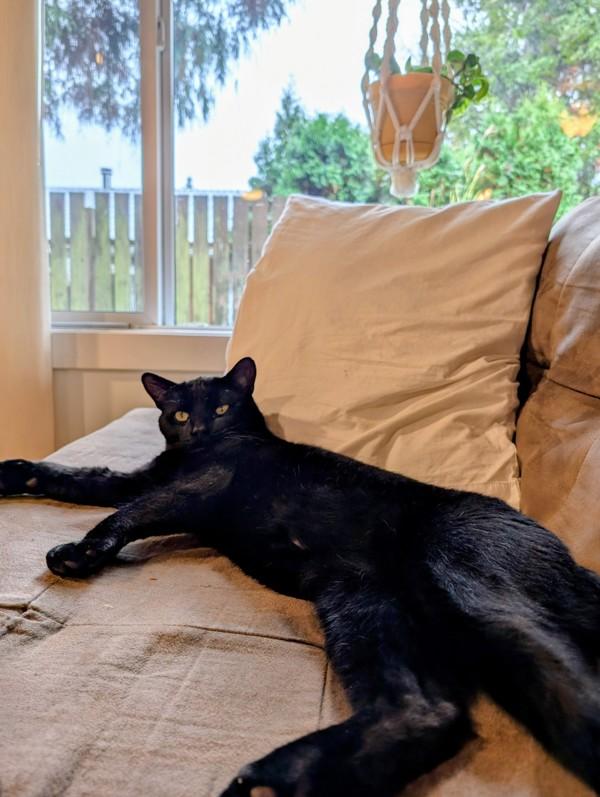 Enlarge Rodney, a Adoptable mixed breed in Sechelt, BC image 2/6