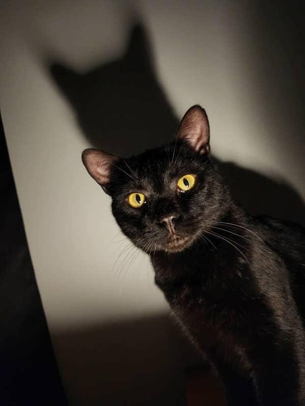 Enlarge Rodney, a Adoptable mixed breed in Sechelt, BC image 3/6