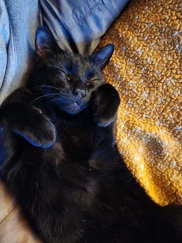 Enlarge Rodney, a Adoptable mixed breed in Sechelt, BC image 4/6