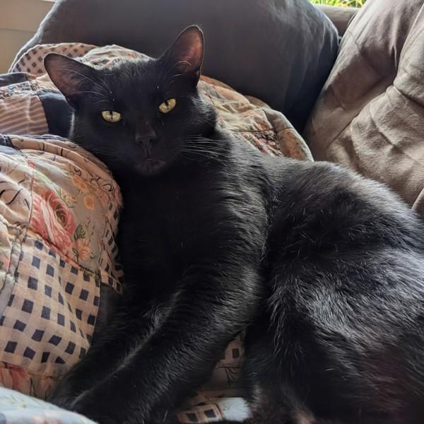 Enlarge Rodney, a Adoptable mixed breed in Sechelt, BC image 5/6