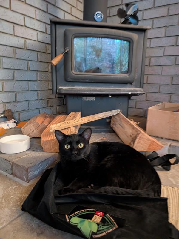 Enlarge Rodney, a Adoptable mixed breed in Sechelt, BC image 6/6