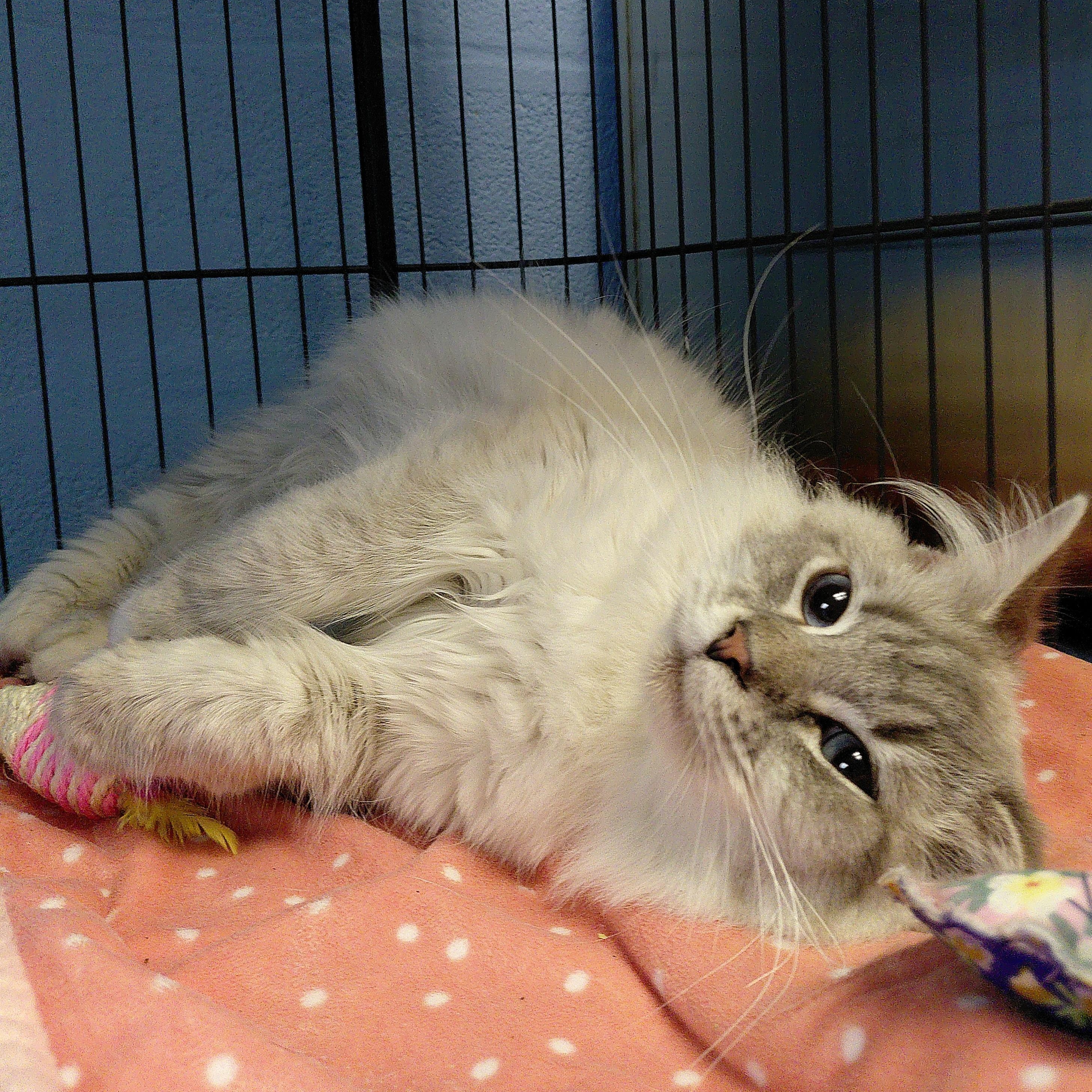 Enlarge Porsche, a ADOPTABLE Domestic Long Hair in Stanley, VA image 4/5