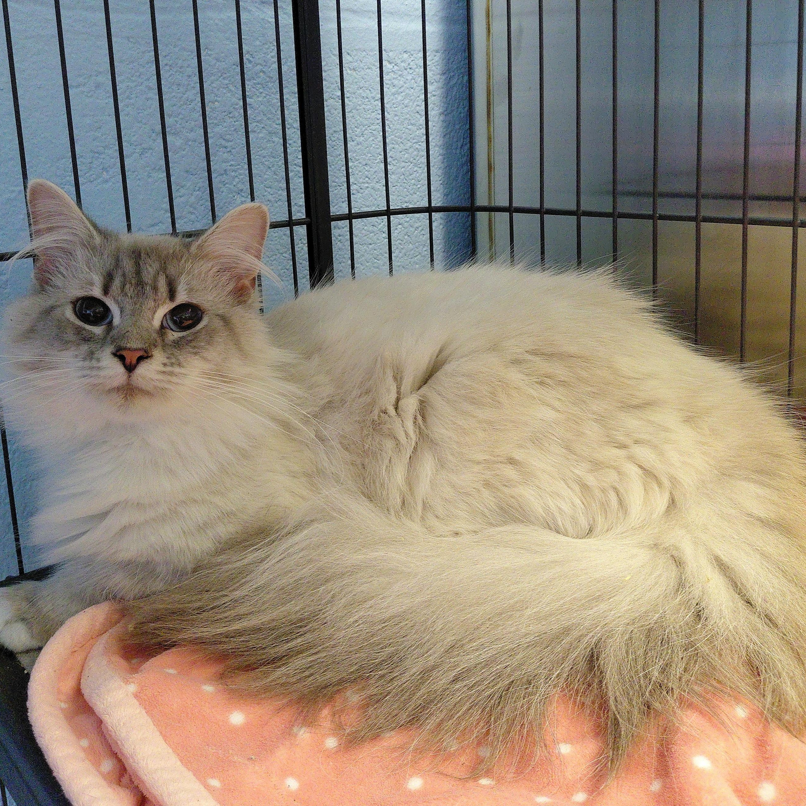 Enlarge Porsche, a ADOPTABLE Domestic Long Hair in Stanley, VA image 5/5