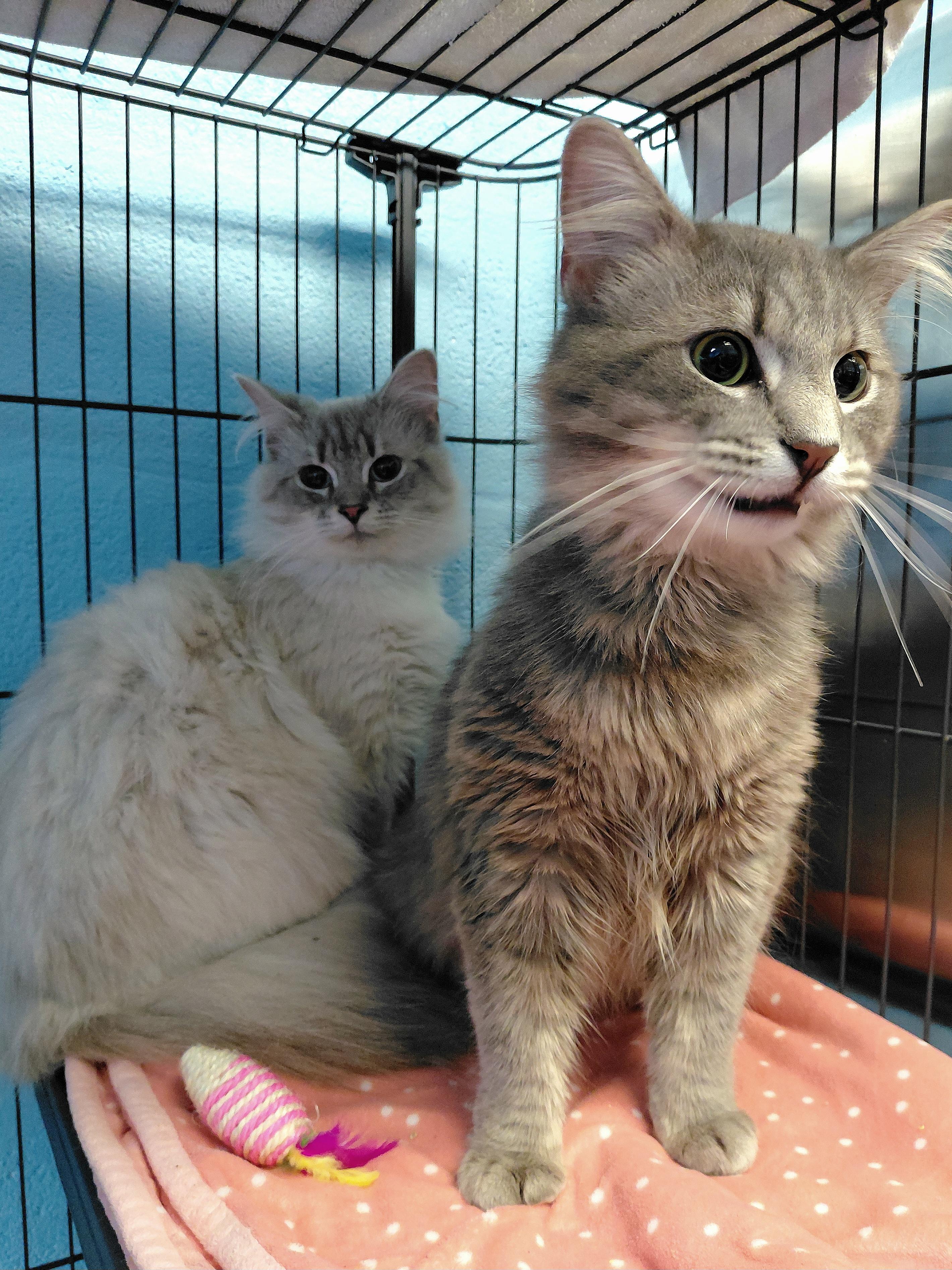 Enlarge Porsche, a ADOPTABLE Domestic Long Hair in Stanley, VA image 3/5