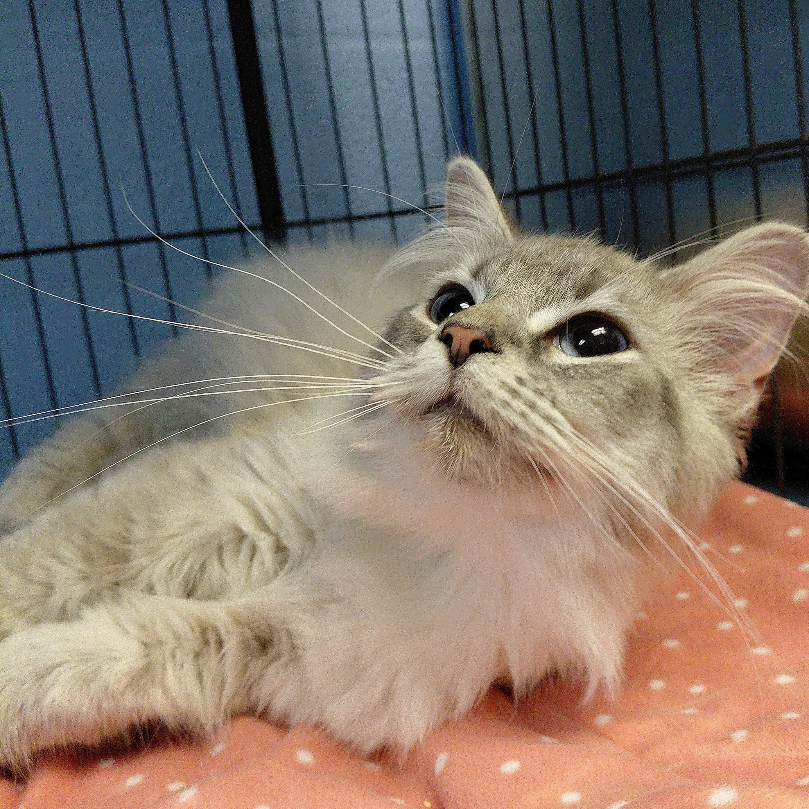 Enlarge Porsche, a ADOPTABLE Domestic Long Hair in Stanley, VA image 1/5