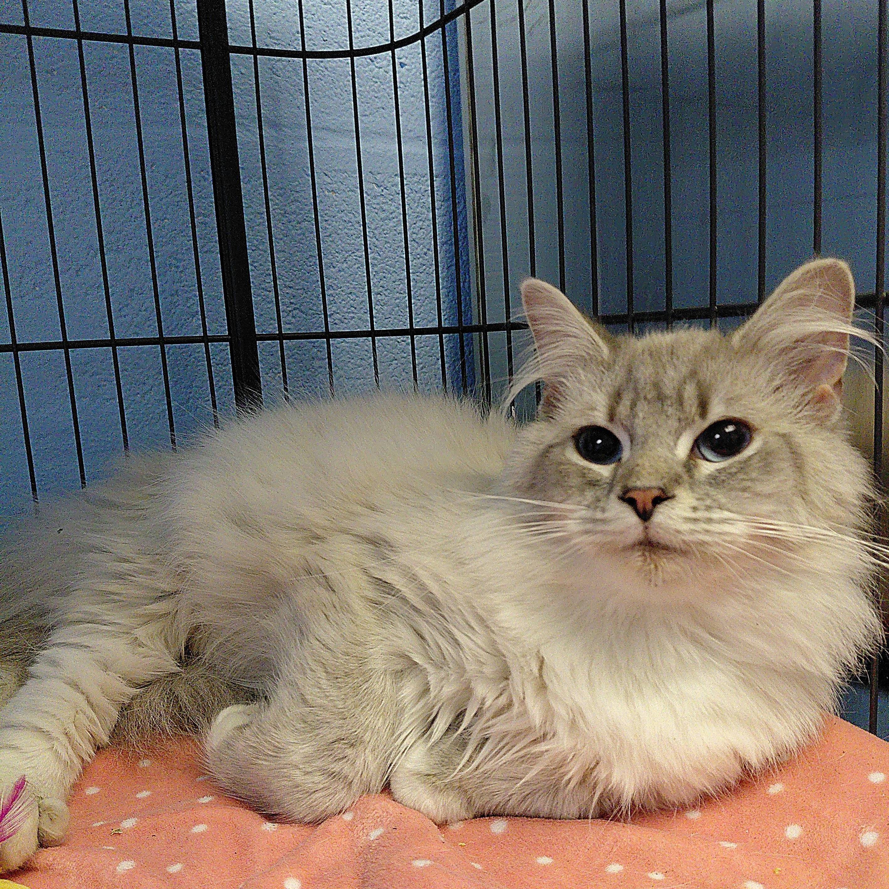 Enlarge Porsche, a ADOPTABLE Domestic Long Hair in Stanley, VA image 2/5