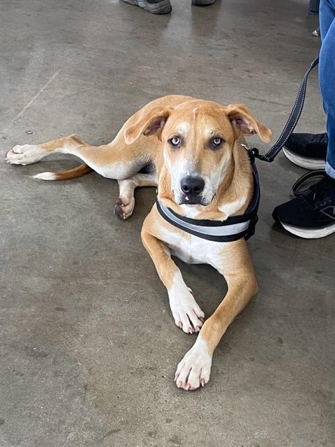 Enlarge Lolita, a Adoptable mixed breed in Cairo, GA image 2/2