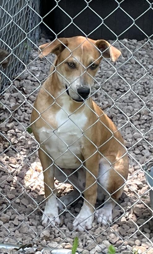 Lolita, Adoptable, Puppy Female Hound.