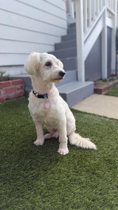 Enlarge Fluffy, a Adoptable Bichon Frise in Manhattan Beach, CA image 1/6
