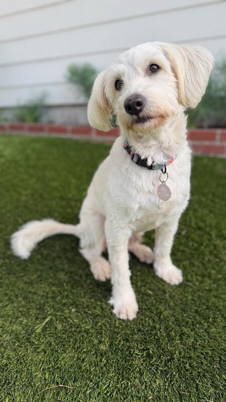 Enlarge Fluffy, a Adoptable Bichon Frise in Manhattan Beach, CA image 2/6