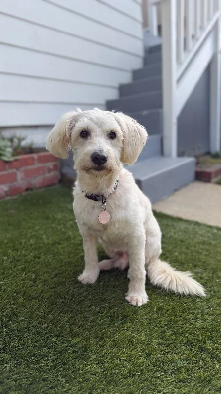 Enlarge Fluffy, a Adoptable Bichon Frise in Manhattan Beach, CA image 4/6