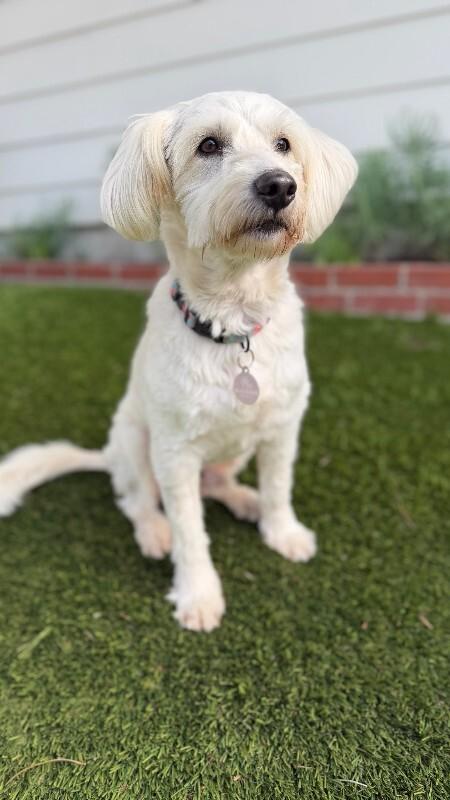 Enlarge Fluffy, a Adoptable Bichon Frise in Manhattan Beach, CA image 5/6
