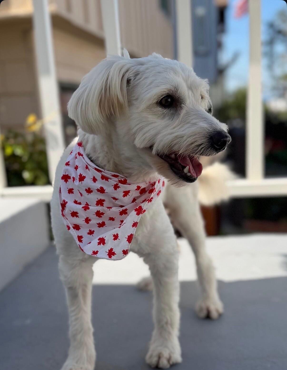 Enlarge Fluffy, a Adoptable Bichon Frise in Manhattan Beach, CA image 6/6