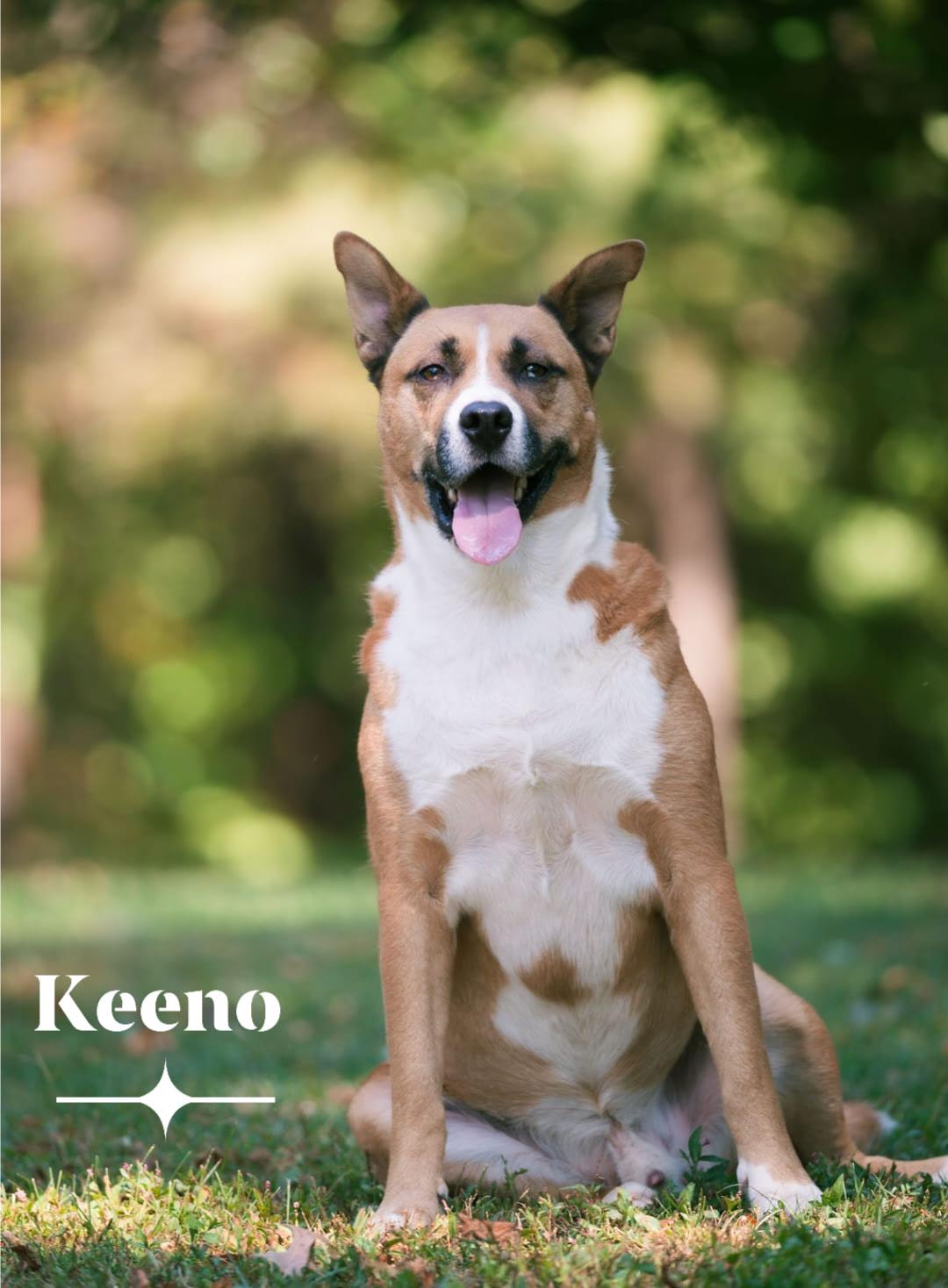 Keeno, an adoptable Husky in Plainfield, IN, 46168 | Photo Image 1