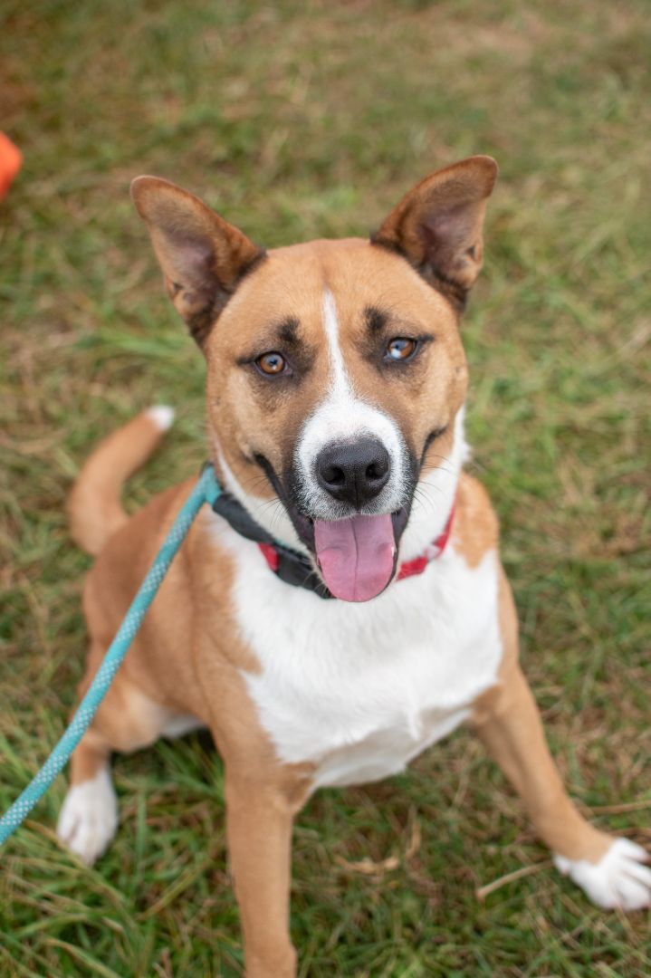 Keeno, a Adoptable mixed breed in Plainfield, IN image 4/6