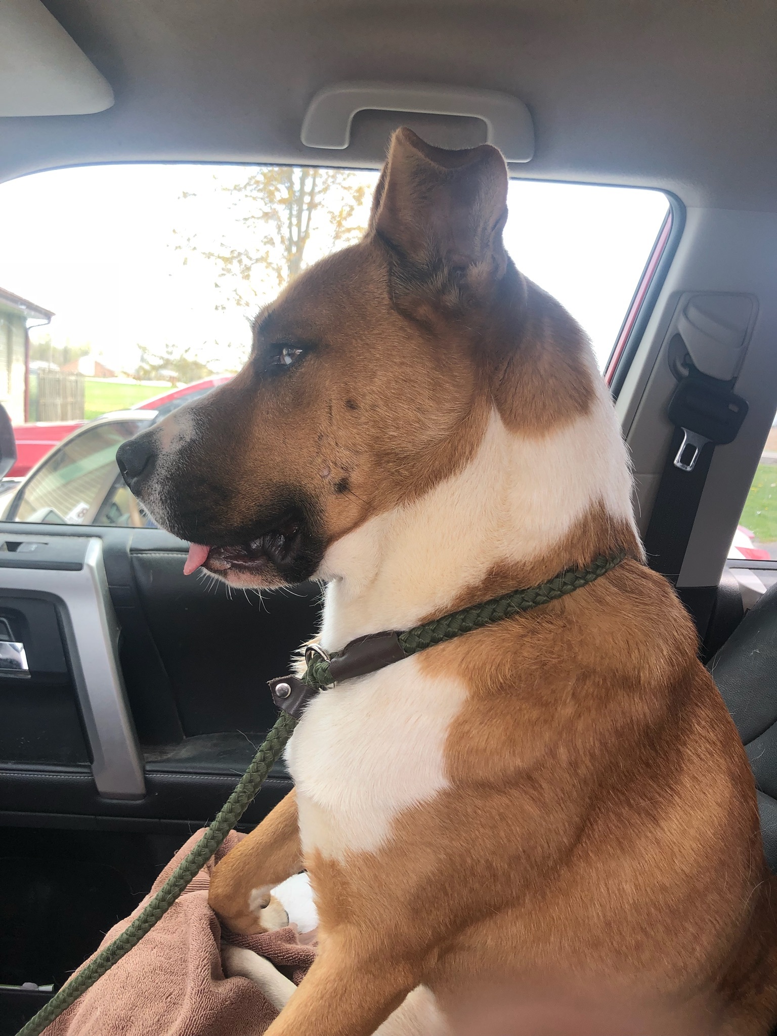 Keeno, a Adoptable mixed breed in Plainfield, IN image 5/6