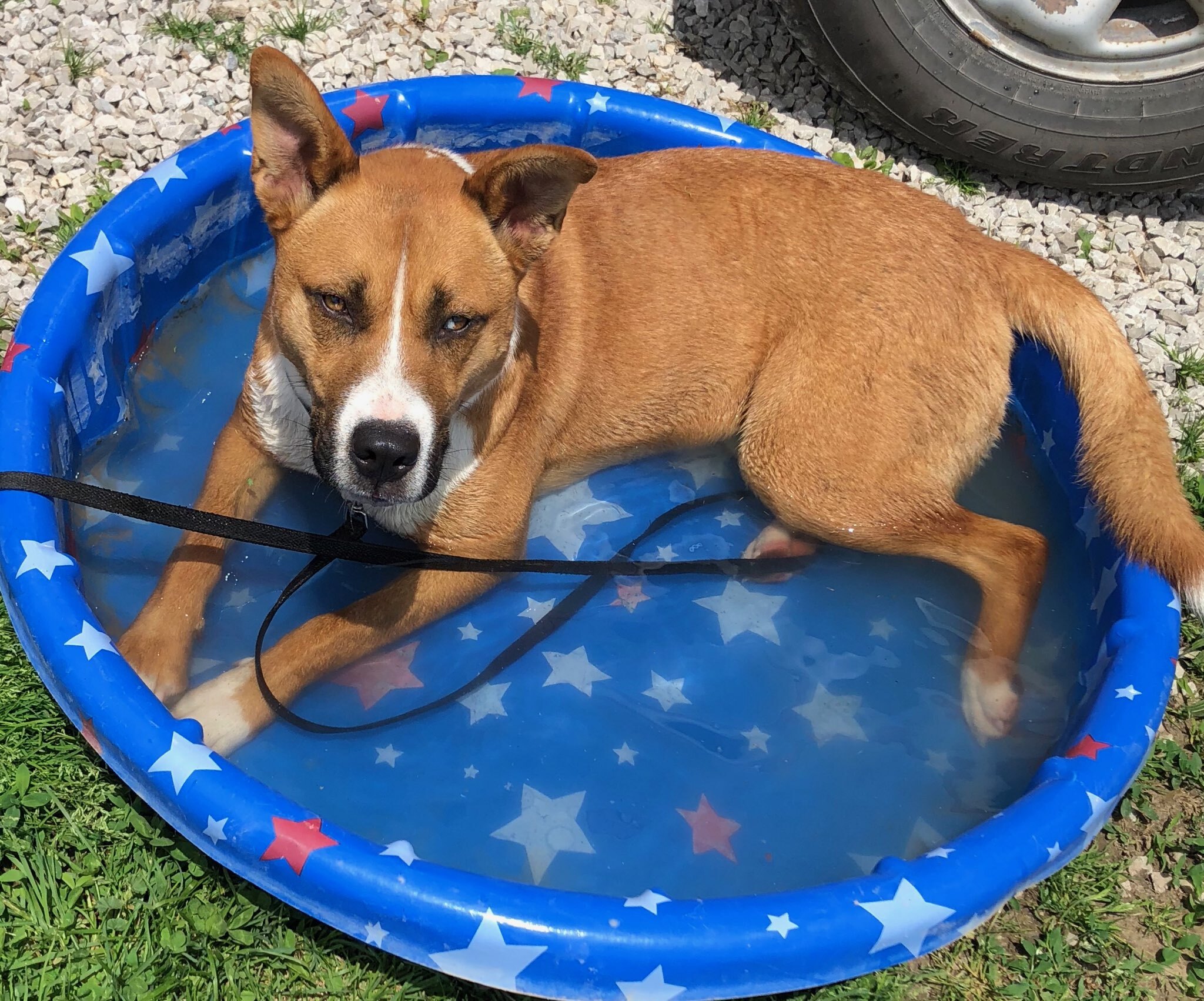 Keeno, a Adoptable mixed breed in Plainfield, IN image 6/6