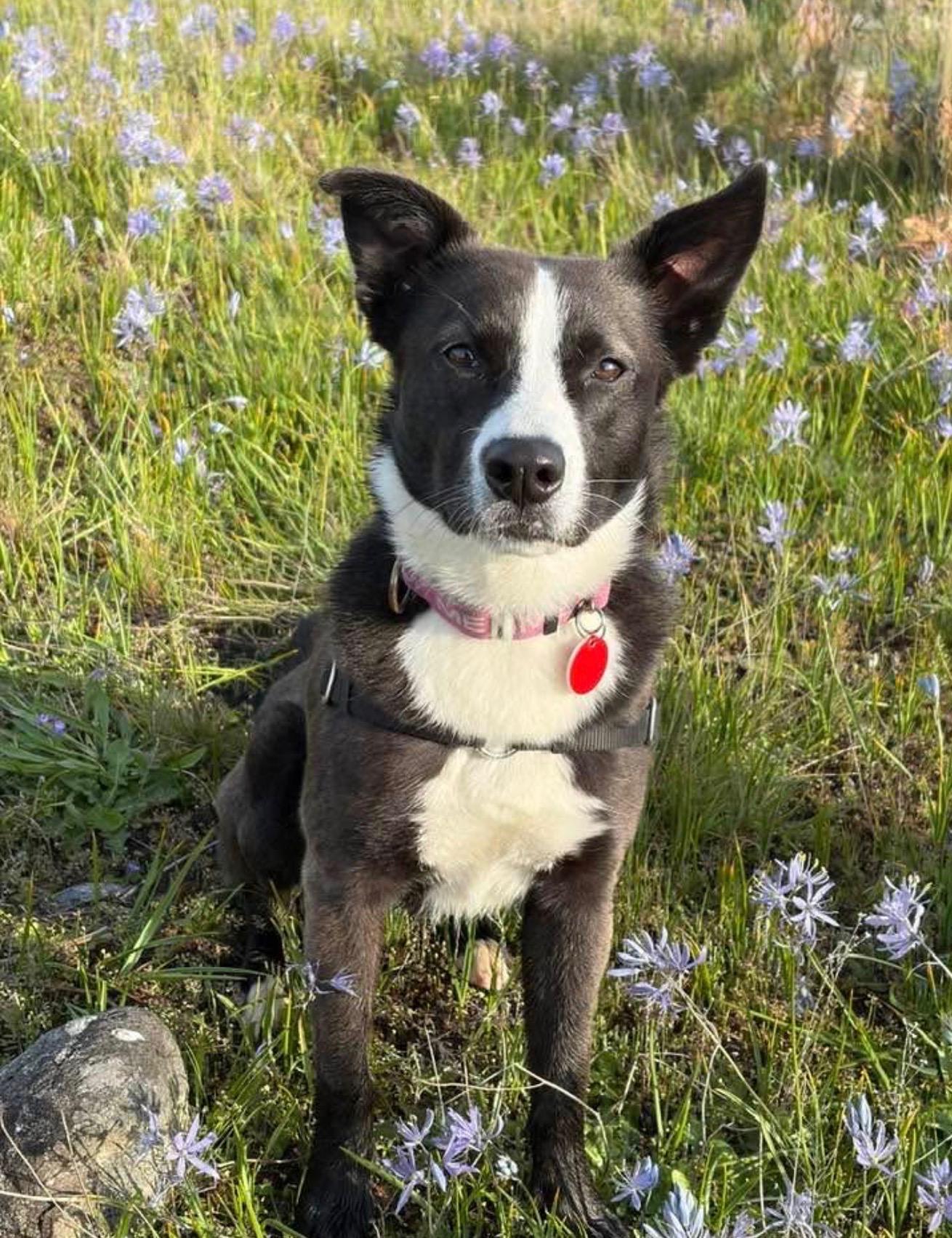 LuLu, an adoptable mixed breed in Olympia, WA image 1/6