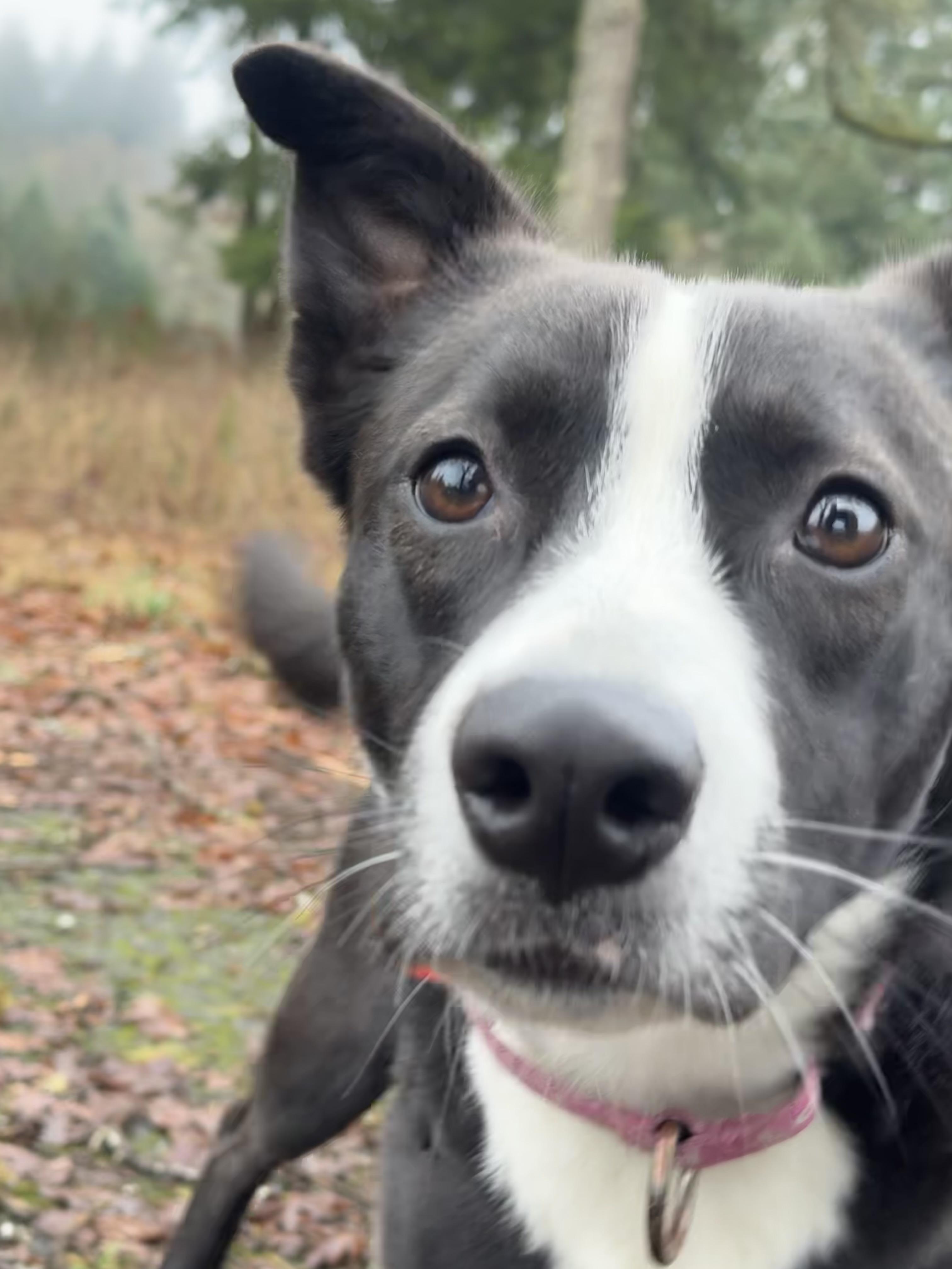 LuLu, adoptable, Adult Female Staffordshire Bull Terrier & German Shepherd Dog.