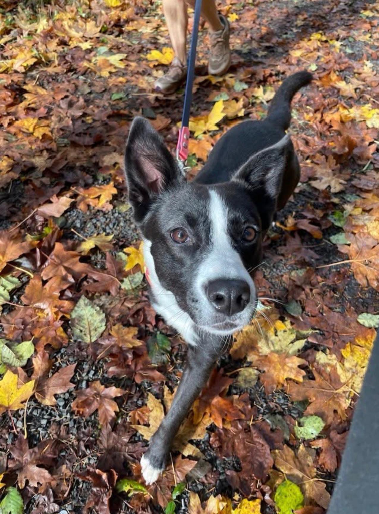 LuLu, an adoptable mixed breed in Olympia, WA image 4/6