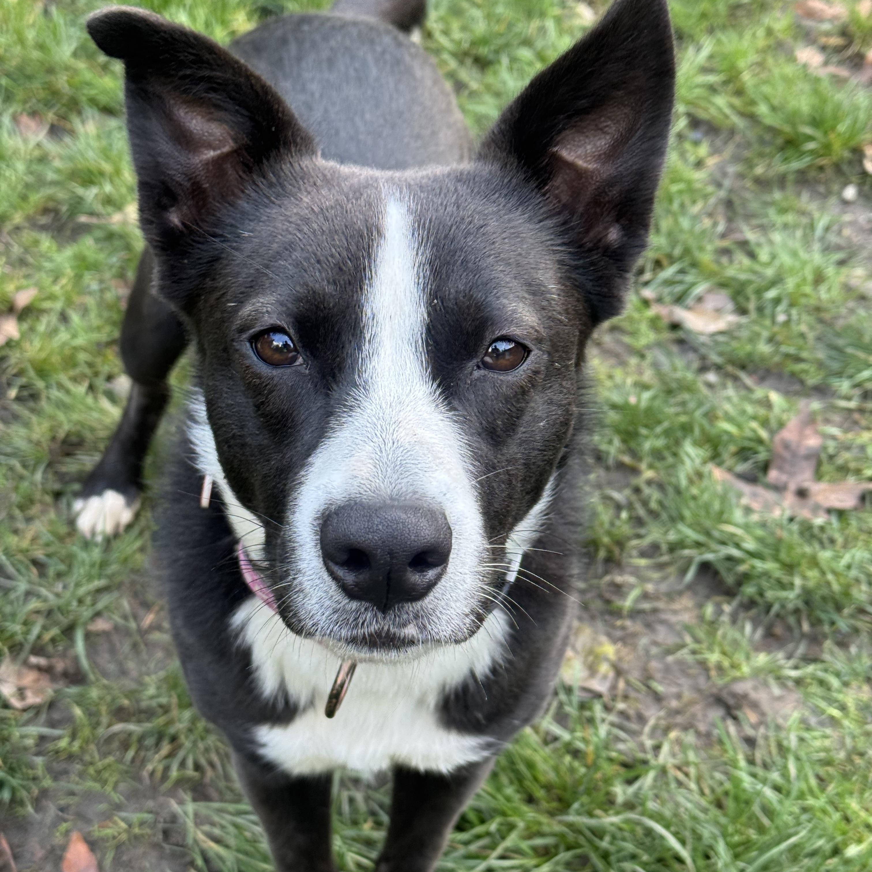Enlarge LuLu, an adoptable mixed breed in Olympia, WA image 2/3