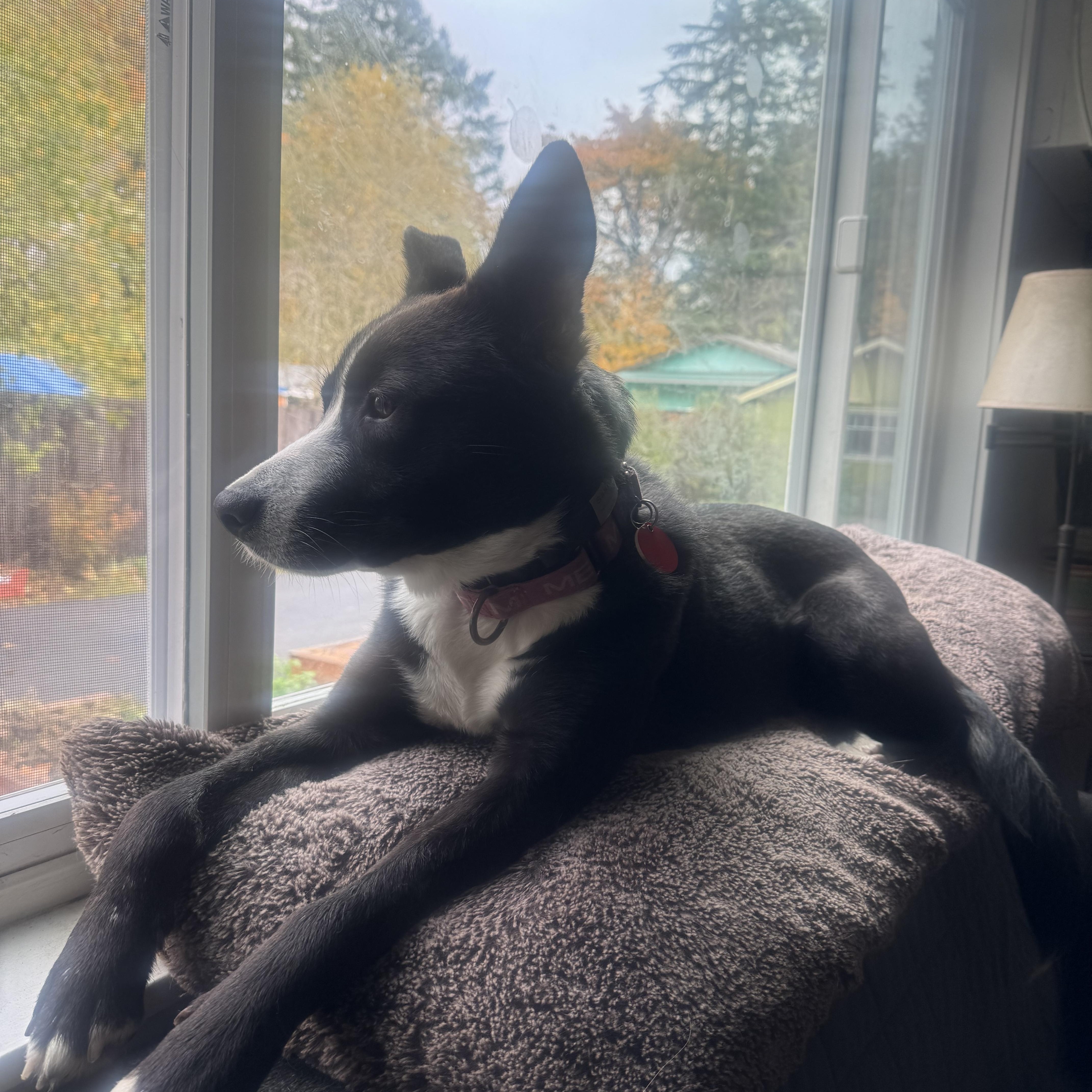 Enlarge LuLu, an adoptable mixed breed in Olympia, WA image 3/3