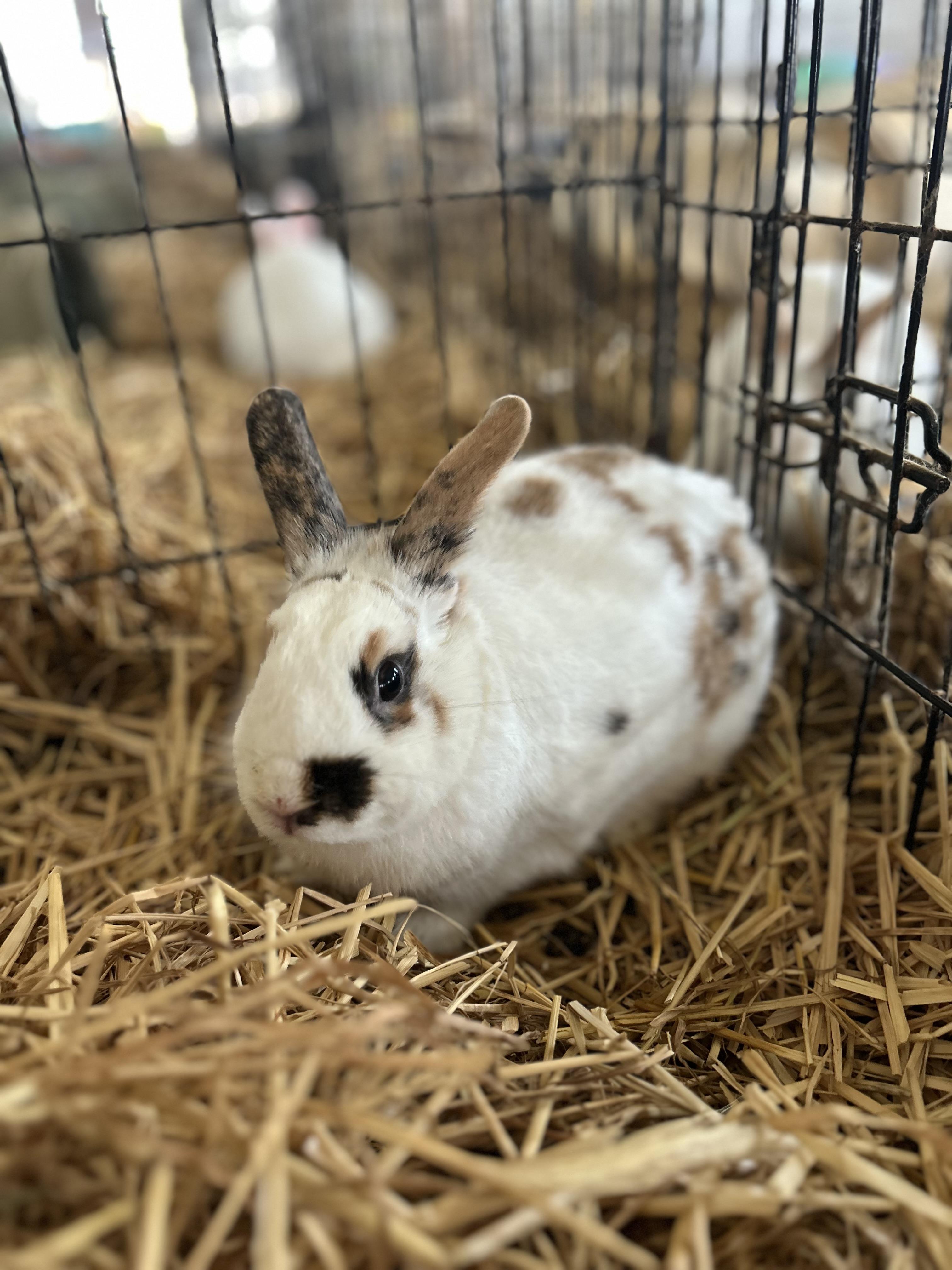 Walker, ADOPTABLE, Adult Male Bunny Rabbit.