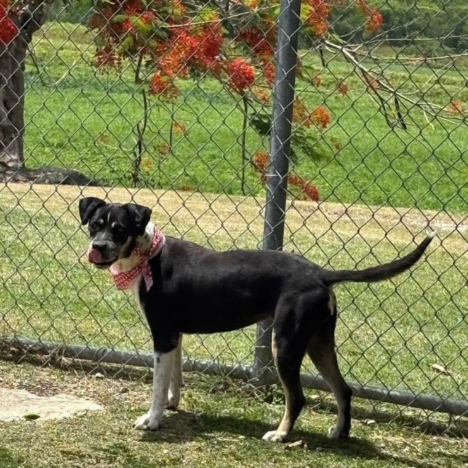 Dariella — thumbnail 3