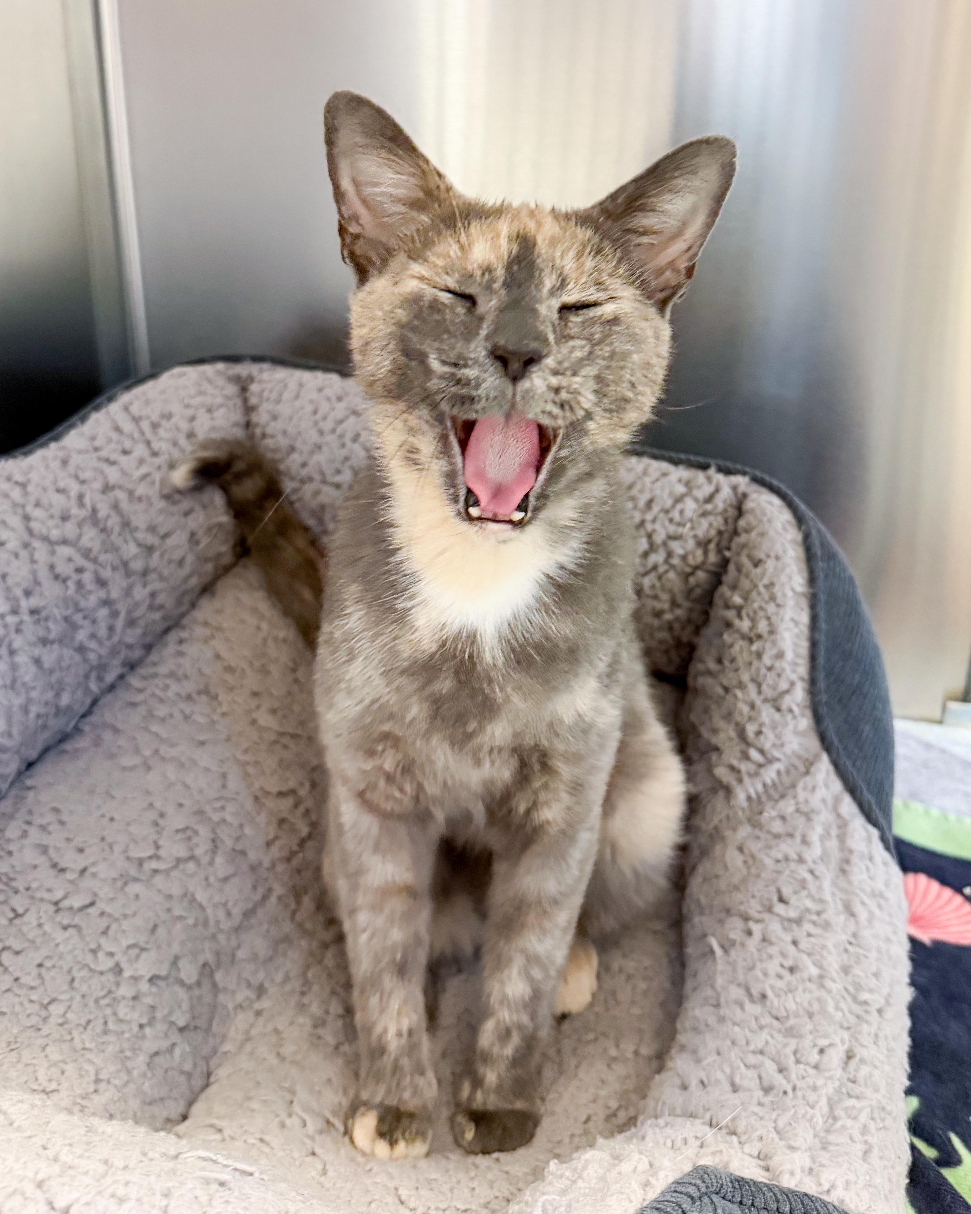 Enlarge Angel, an adopted American Shorthair in Scituate, MA image 3/3
