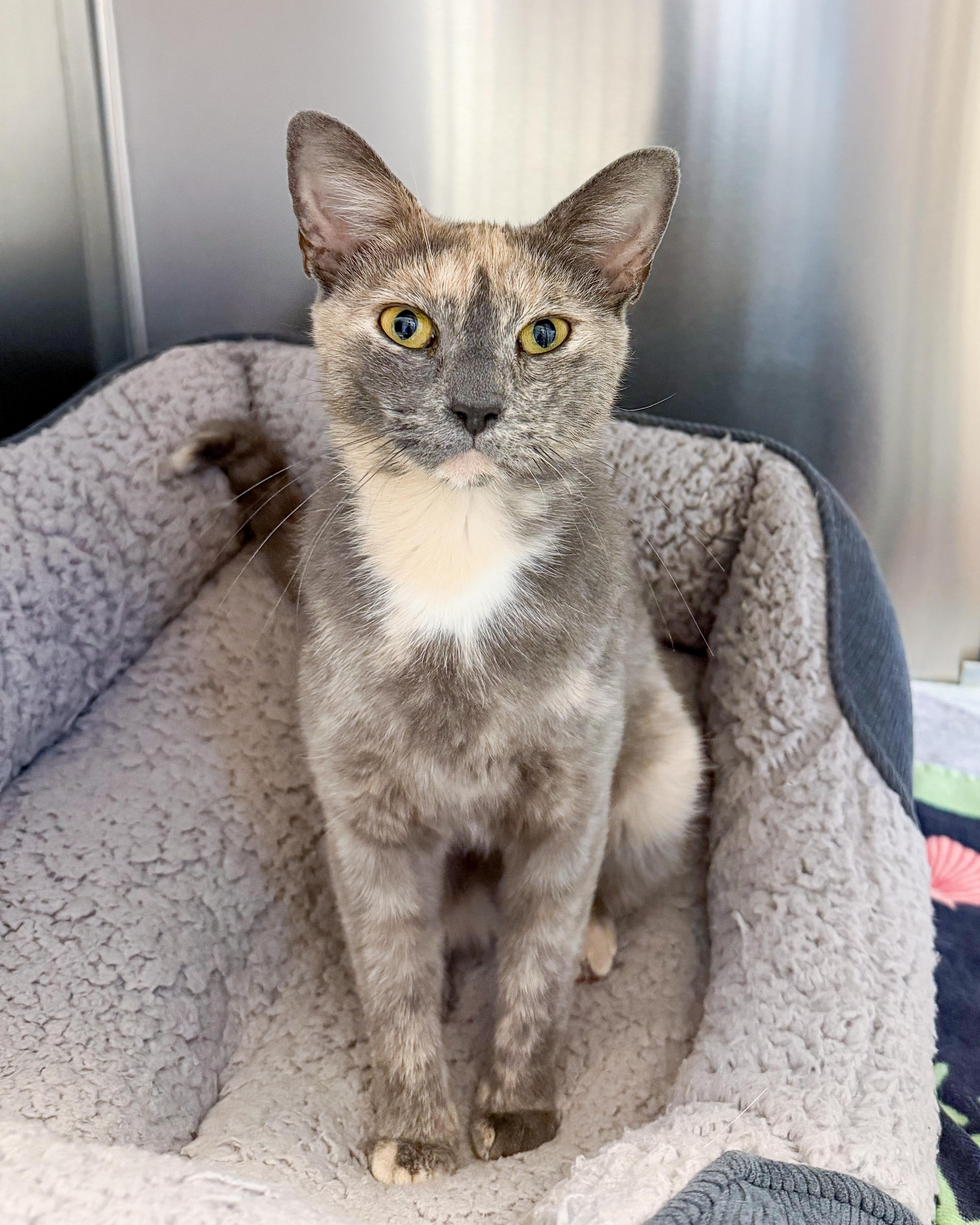 Enlarge Angel, an adopted American Shorthair in Scituate, MA image 2/3