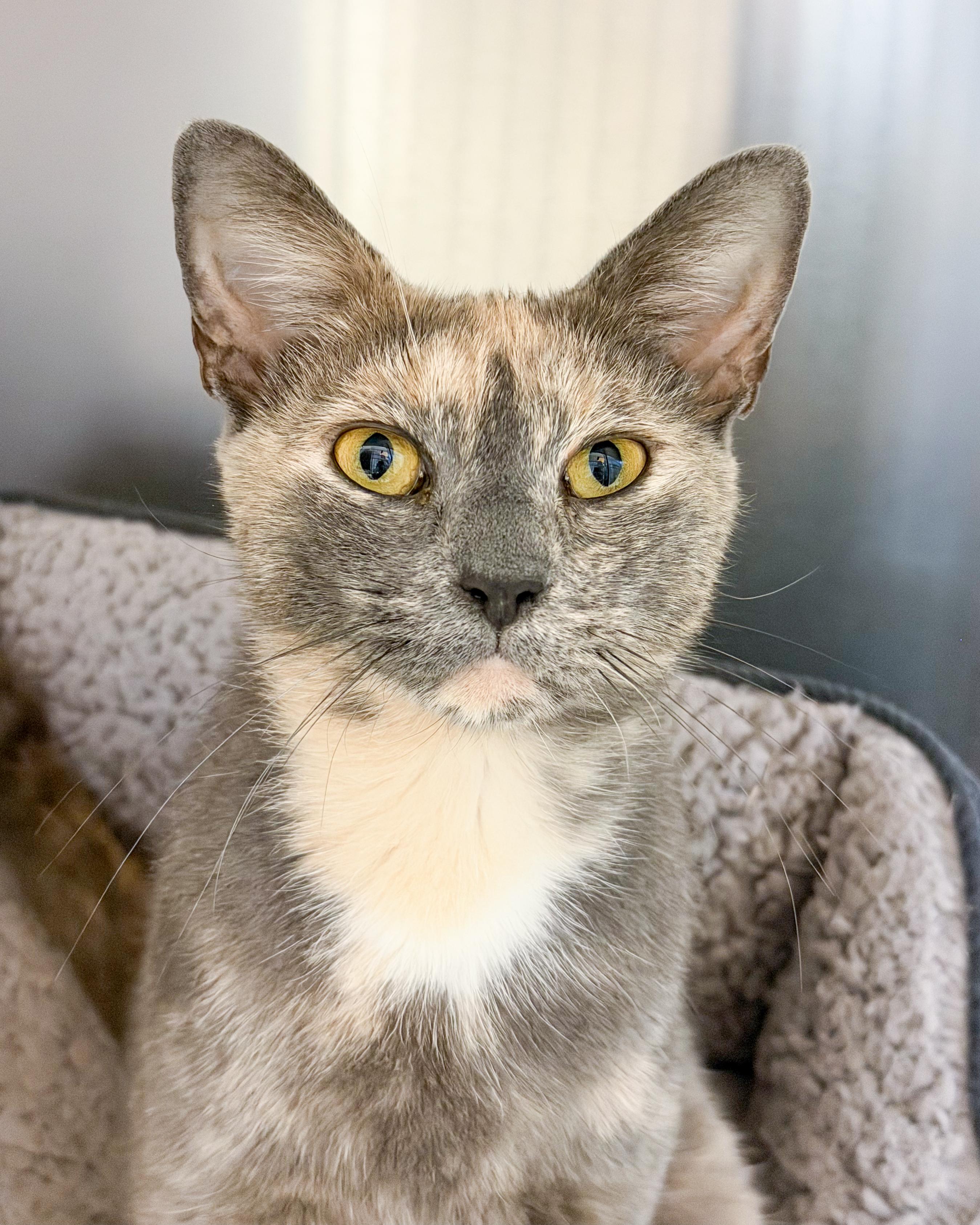 Enlarge Angel, an adopted American Shorthair in Scituate, MA image 1/3