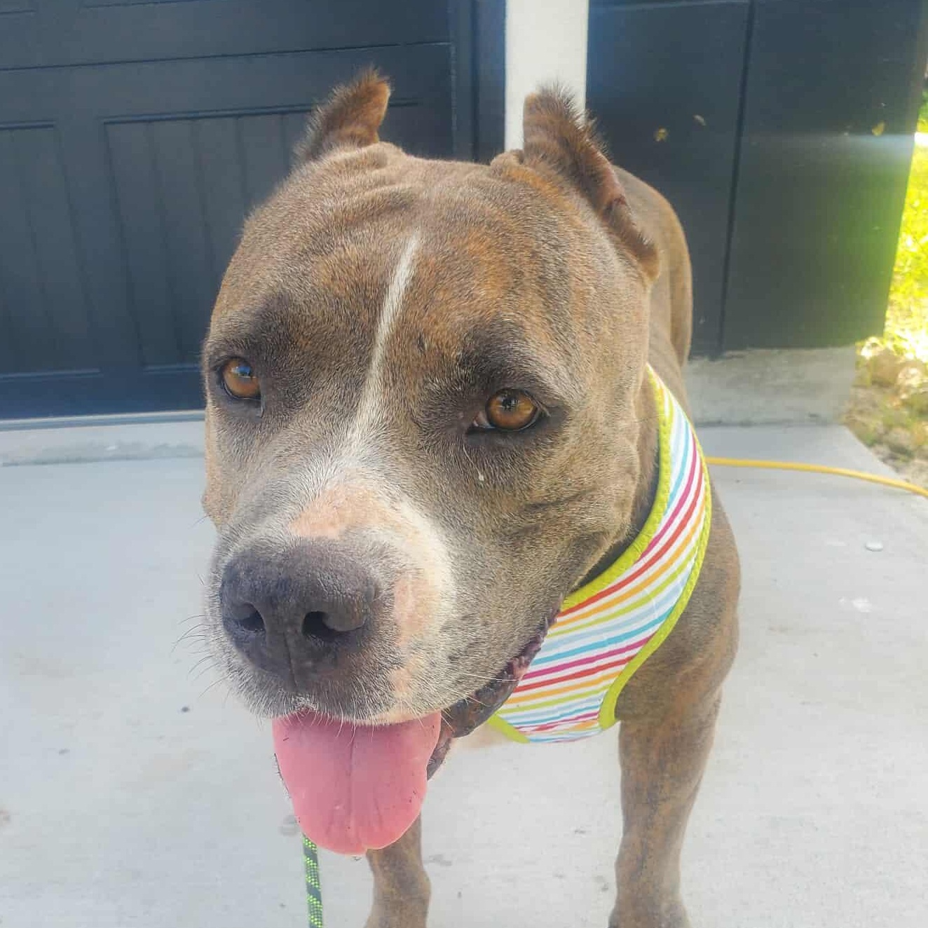 Princess, an adoptable Pit Bull Terrier in Sagle, ID, 83860 | Photo Image 6