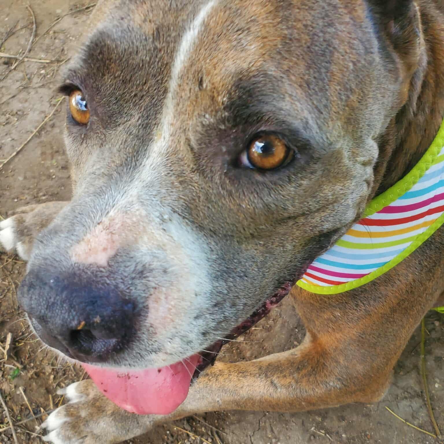 Princess, an adoptable Pit Bull Terrier in Sagle, ID, 83860 | Photo Image 5