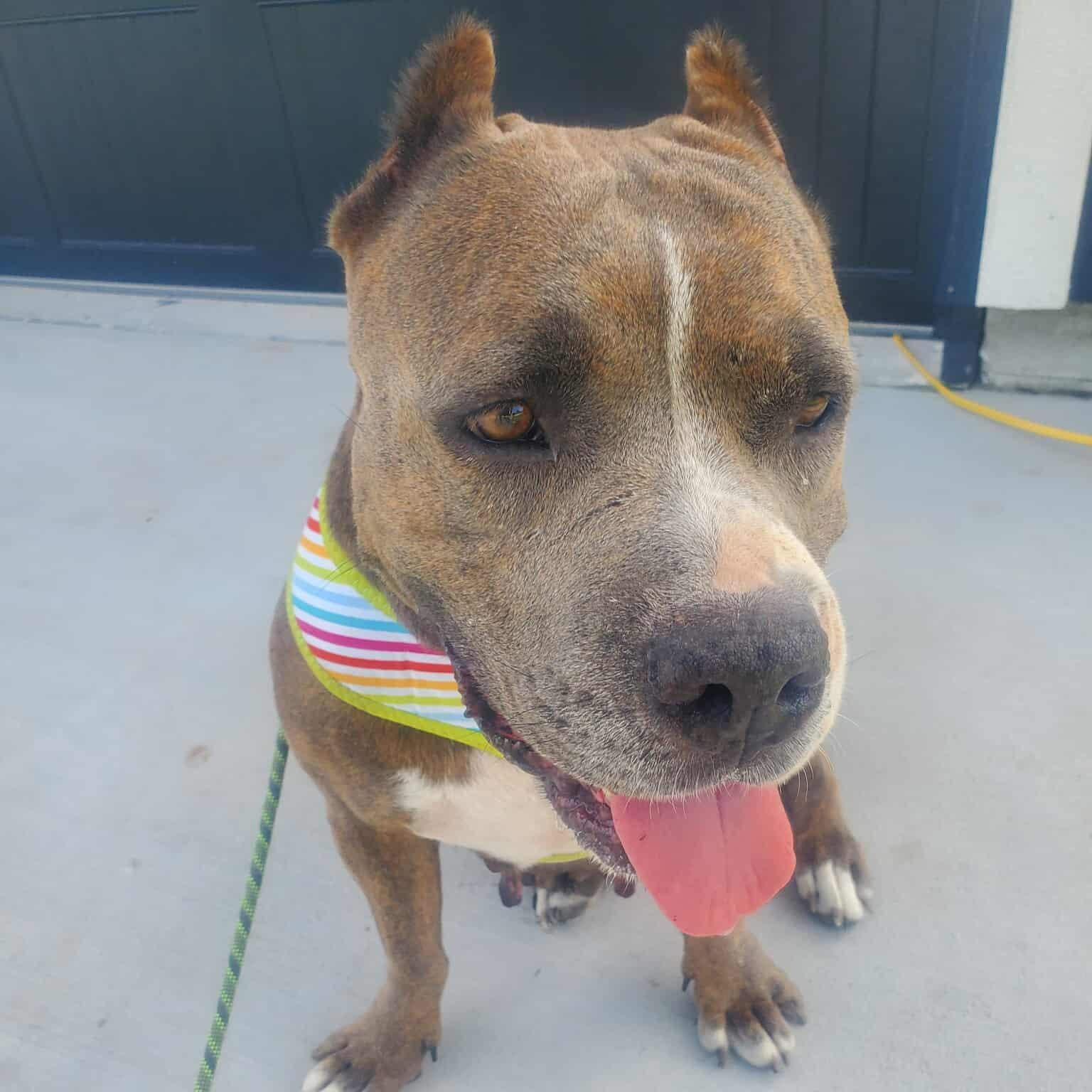 Princess, an adoptable Pit Bull Terrier in Sagle, ID, 83860 | Photo Image 3