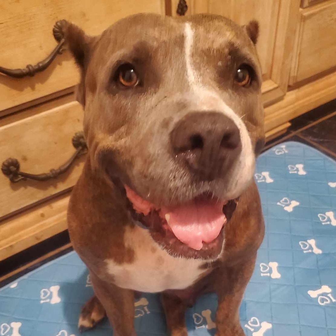 Princess, an adoptable Pit Bull Terrier in Sagle, ID, 83860 | Photo Image 1