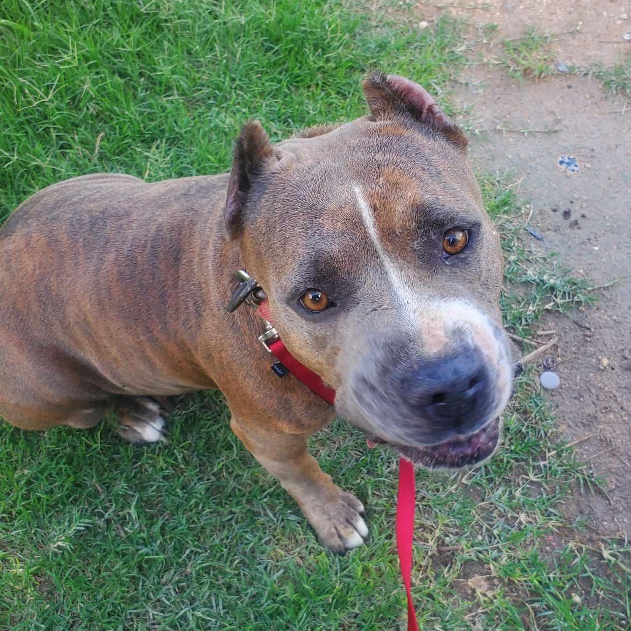 Princess, an adoptable Pit Bull Terrier in Sagle, ID, 83860 | Photo Image 4