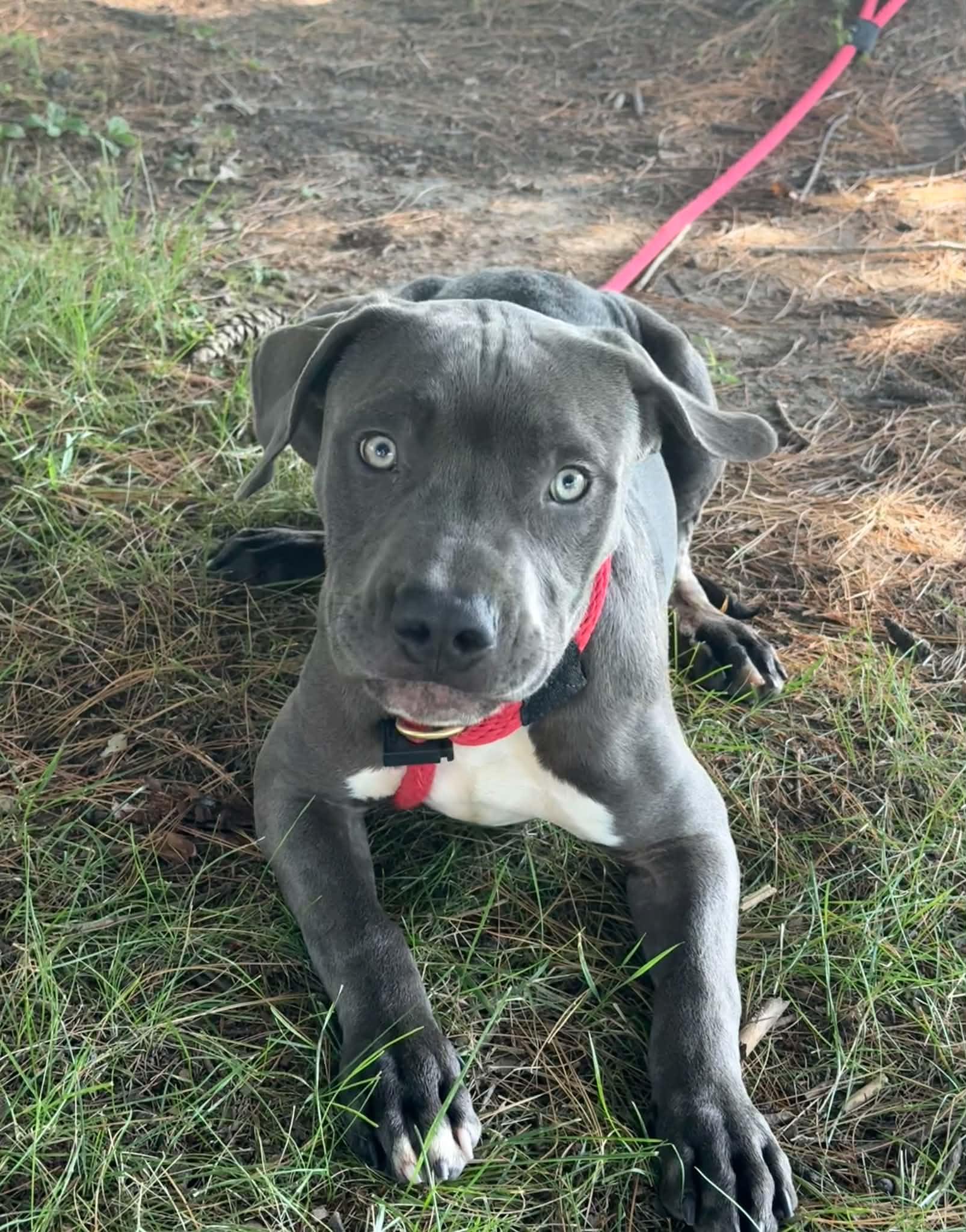 Enlarge Roger, a Adopted mixed breed in Springfield, IL image 2/5